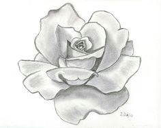 Drawing Of A Rose In Pencil 58 Best Draw Flowers Images Flower Designs Quote Coloring Pages