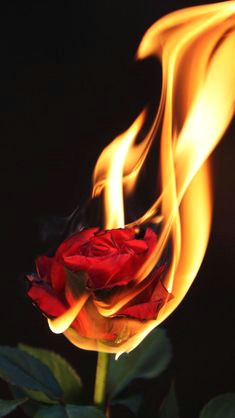 Drawing Of A Rose On Fire 40 Best Burning Flowers Images Backgrounds Background Images