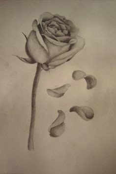 Drawing Of A Rose Petal 45 Best Rose Petals Tattoo Images Pink Petals Rose Flowers Rose