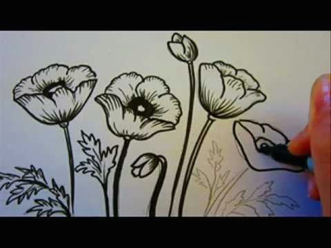 Drawing Of A Rose Plant Flower Tutorial How to Draw Flowers Poppy Flowers Poppys