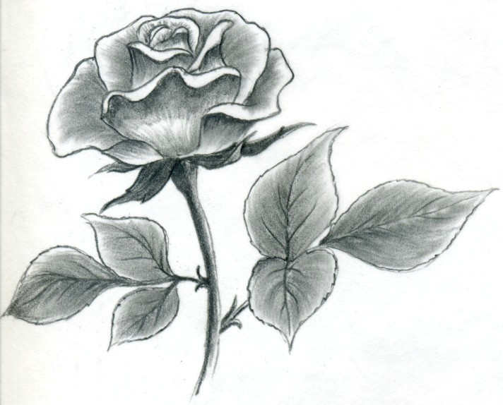 Drawing Of A Rose Simple Pencil Drawing Luxury Luxury Flower Sketch Kingsmenarad Com