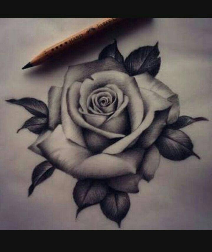 Drawing Of A Rose Tattoo Pin by Cynthia Shea On Flowers Pinterest Rose Tattoos Tattoos