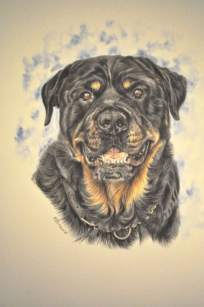 Drawing Of A Rottweiler Dog Gouache Painting Www Katyferrari Com Rotties Pinterest