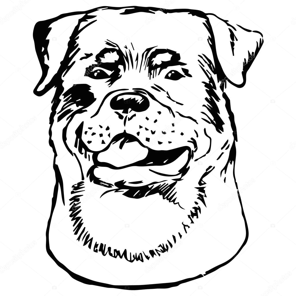 Drawing Of A Rottweiler Dog Graphic Vector Illustration Of Rottweiler Dog isolated Vector Dog