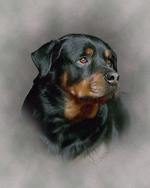 Drawing Of A Rottweiler Dog Rottie Art Work Rotties Rule Rottweiler Dogs Puppies