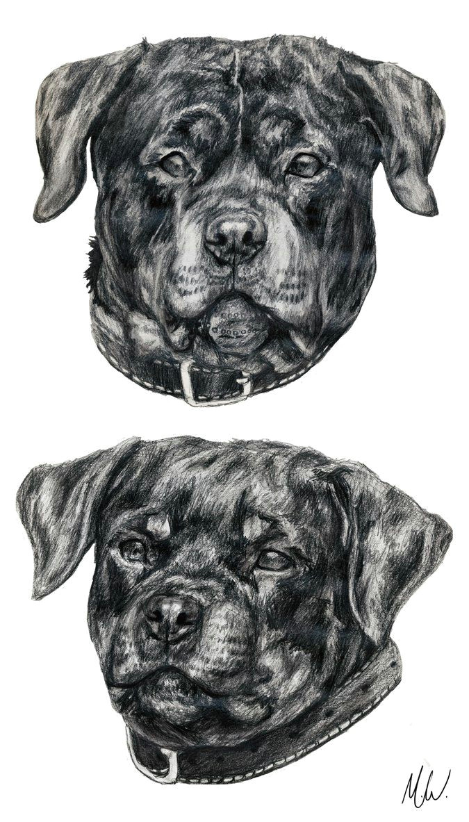 Drawing Of A Rottweiler Dog Rottweiler Sketches by Reincheck Dogs and Psy I