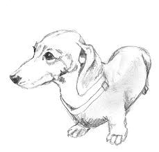 Drawing Of A Sausage Dog 55 Best Chooch Images In 2019 Dachshund Dog Sausages Dachshund