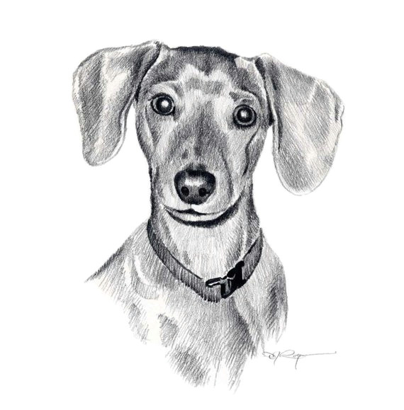 Drawing Of A Sausage Dog Miniature Dachshund Dog Pencil Drawing Art Print by Artist Dj Rogers