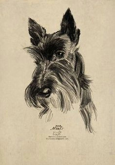 Drawing Of A Scottie Dog 1613 Best totally Terrier Images Scottish Terriers Scottie Dogs