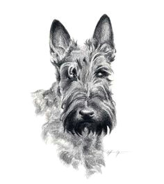 Drawing Of A Scottie Dog 3053 Best All Things Scottie Except Live Scotties Images In 2019