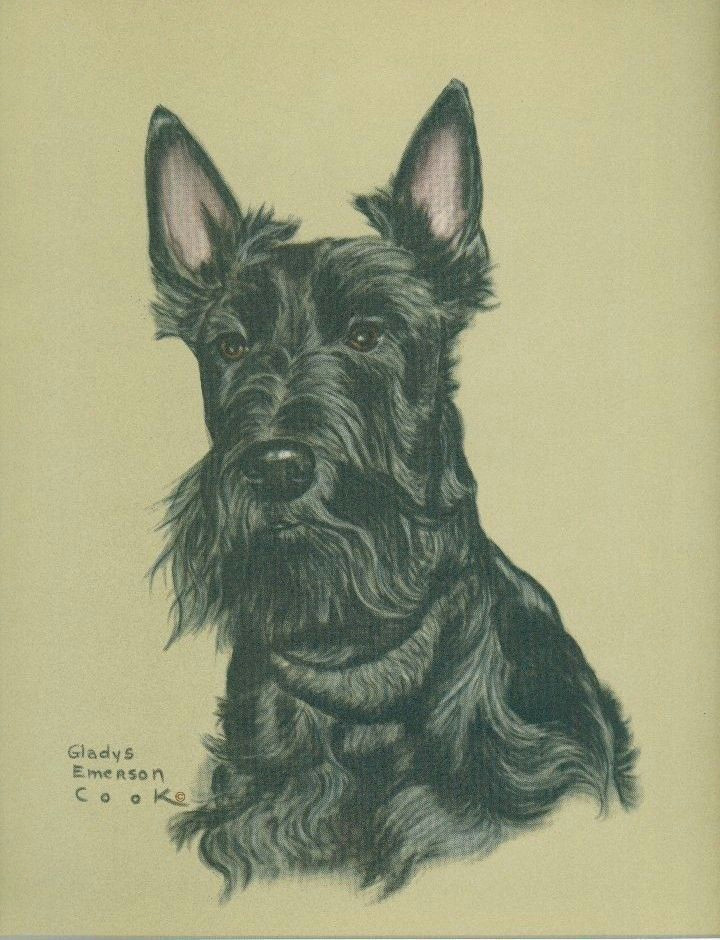 Drawing Of A Scottie Dog Gladys Emmerson Cook Scottish Terriers A Pinterest Scottish