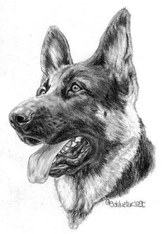 Drawing Of A Shepherd Dog 484 Best Gsd Drawings Paint Images Pencil Drawings Animal