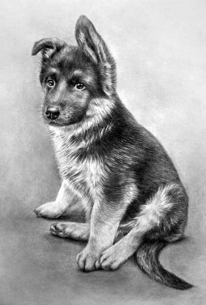 Drawing Of A Shepherd Dog Baby Thor Simply Silentartists Art In 2019 Drawings Pencil