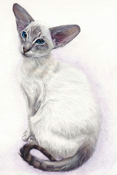 Drawing Of A Siamese Cat 211 Best Siamese Cats and oriental Cats Images oriental Cat