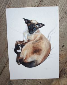 Drawing Of A Siamese Cat 211 Best Siamese Cats and oriental Cats Images oriental Cat
