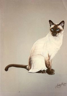 Drawing Of A Siamese Cat 211 Best Siamese Cats and oriental Cats Images oriental Cat