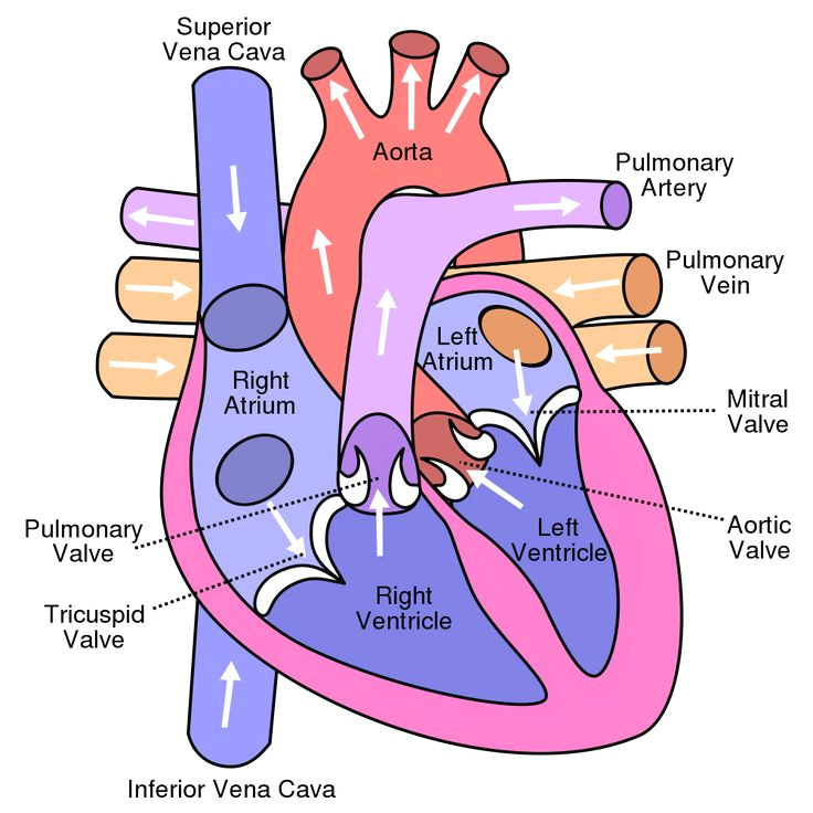Drawing Of A Simple Heart 10 Facts About the Human Heart Anatomy Physiology Anatomy