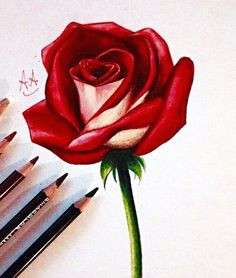 Drawing Of A Single Red Rose 25 Beautiful Rose Drawings and Paintings for Your Inspiration