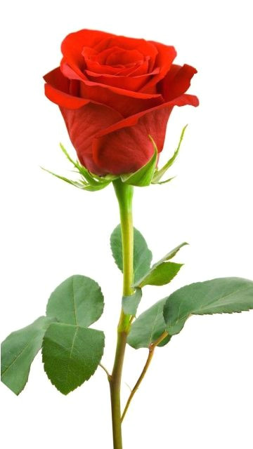 Drawing Of A Single Red Rose Download Red Rose 360 X 640 Wallpapers Red Rose Love Mobile9