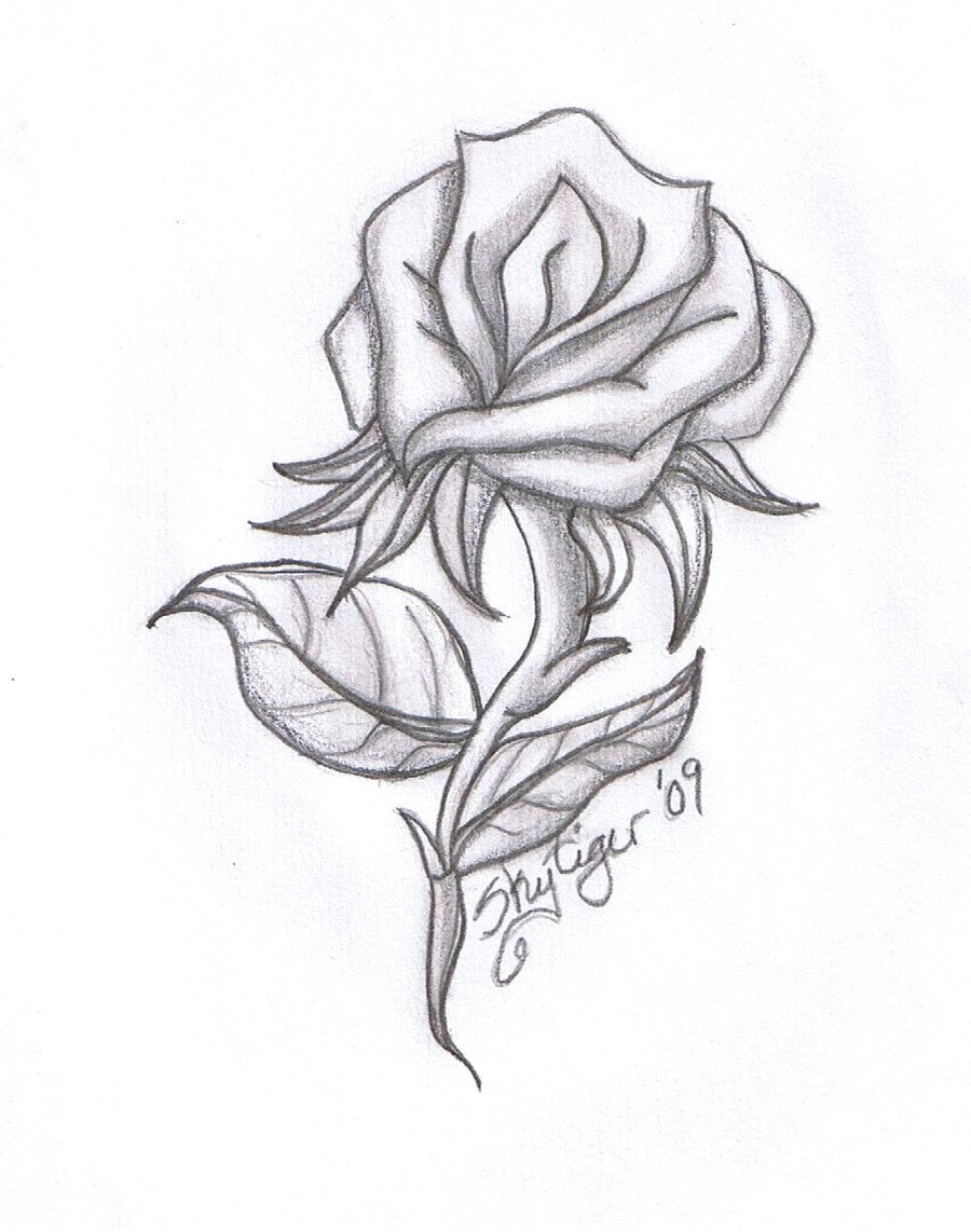 Drawing Of A Single Rose Drawing Beautiful Roses Rose Drawings Rose Symbol Of Love Rose