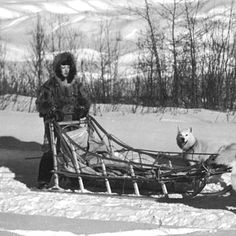 Drawing Of A Sled Dog 19 Best Dog Sledding Images Sled Dogs Animales Dogs