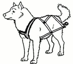 Drawing Of A Sled Dog 19 Best Dog Sledding Images Sled Dogs Animales Dogs