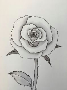 Drawing Of A Small Rose Drawing Beautiful Roses Rose Drawings Rose Symbol Of Love Rose