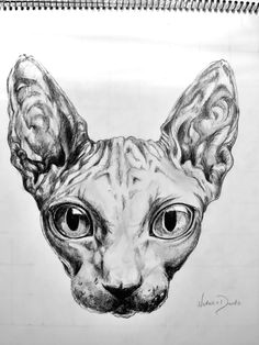 Drawing Of A Sphynx Cat 20 Best Sphynx Artwork Images Sphynx Cat Sphinx Cat Sphynx