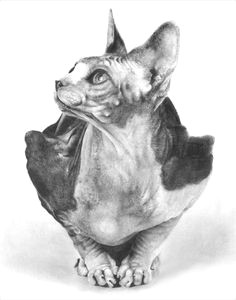Drawing Of A Sphynx Cat 96 Best Sphynx Art Images Sphynx Cat Tattoo Cat Illustrations