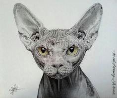 Drawing Of A Sphynx Cat 96 Best Sphynx Art Images Sphynx Cat Tattoo Cat Illustrations