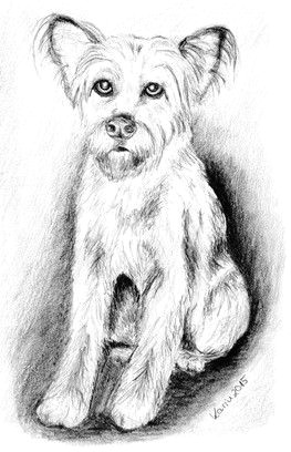 Drawing Of A Terrier Dog Pin by David Little On Terriers Pinterest Zeichnungen Tiere and