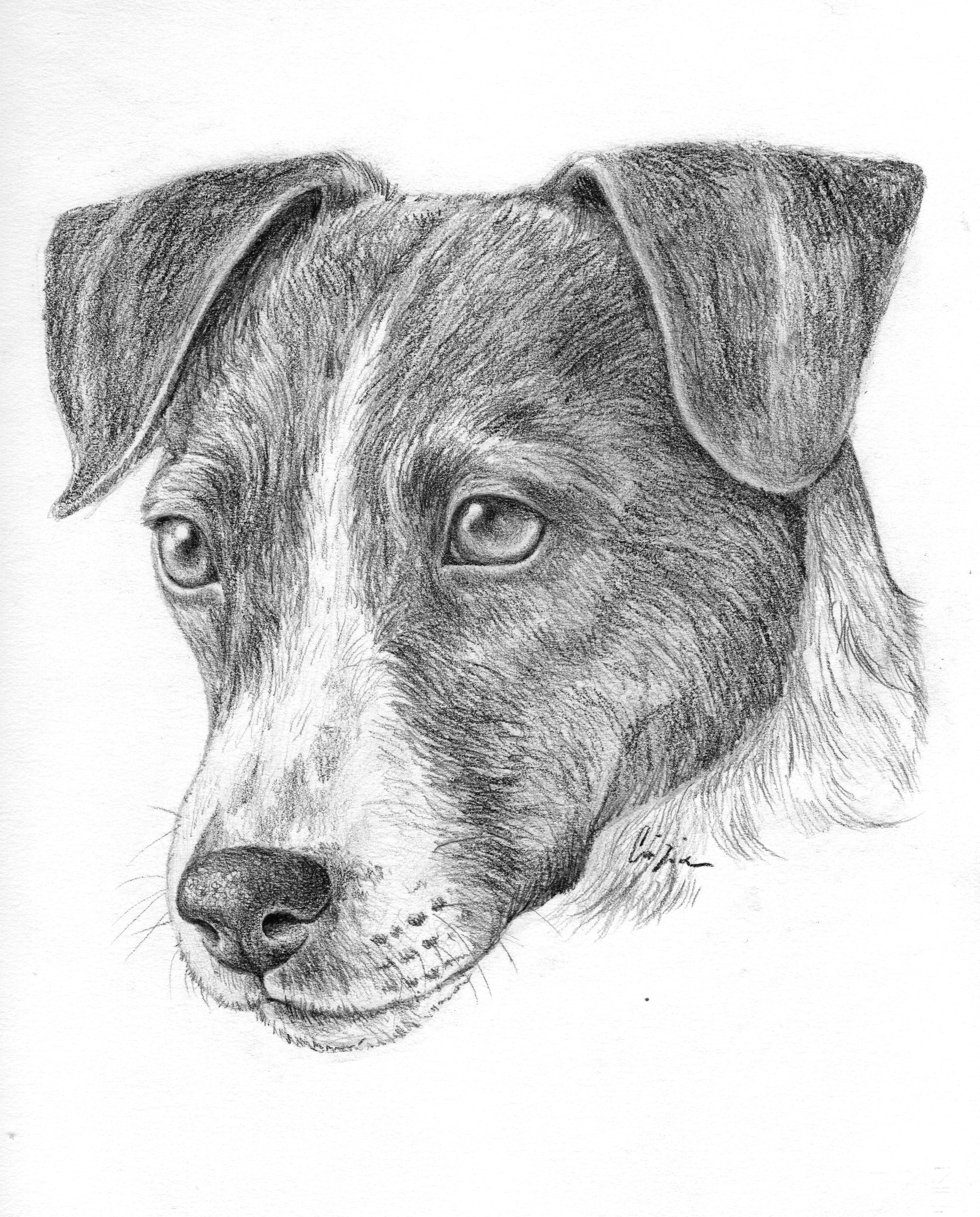 Drawing Of A Terrier Dog Pin Von Alissa Auf Hunde Pinterest Drawings Russell Terrier Und