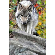Drawing Of A Timber Wolf 234 Best Wolves Images Wolf Drawings Drawings Wolf Pictures