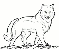Drawing Of A Timber Wolf 61 Best Wolf Images Wolves Drawing Ideas Drawings