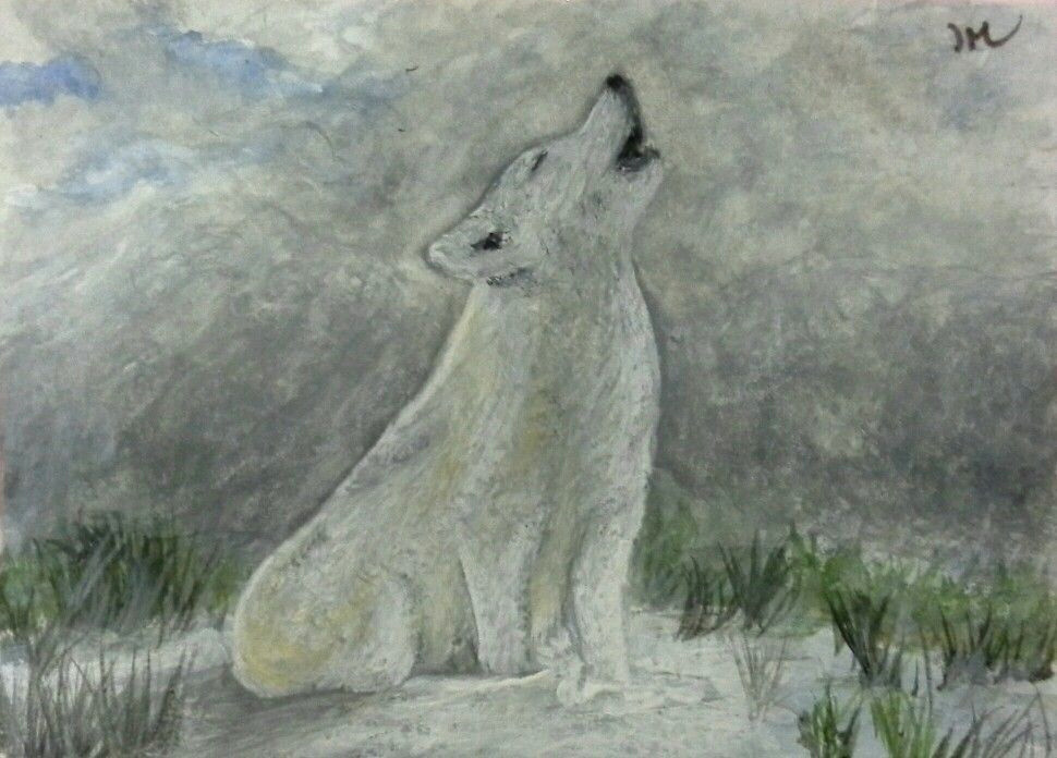 Drawing Of A Timber Wolf Aceo Tw Dec original Painting Timber Wolf Howling Xmas Ian
