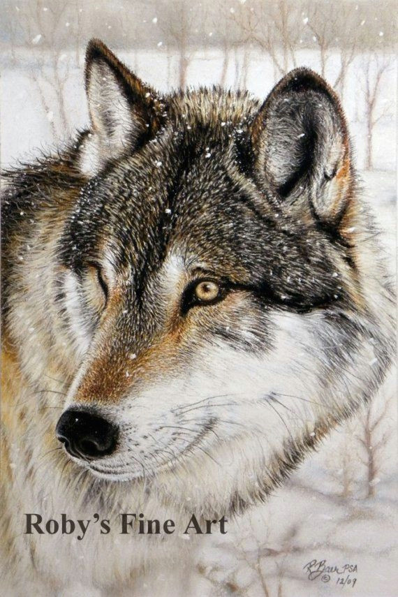 Drawing Of A Timber Wolf Timber Wolf Print Wildlife Giclee Art by Roby Baer by Robybaer