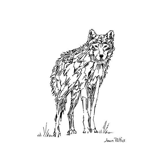 Drawing Of A Timber Wolf Wolf Drawing Gray Wolf Illustration Timber Wolf Black and White