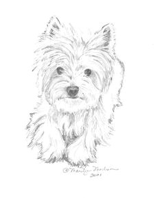 Drawing Of A Westie Dog 101 Best Drawings Of Dogs Images Pencil Drawings Pencil Art
