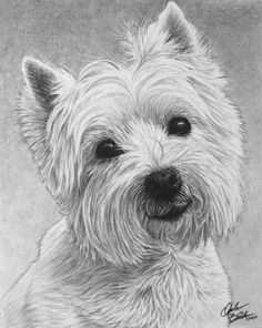 Drawing Of A Westie Dog 20350 Best All Things Westie Images In 2019 Westies Doggies Pets