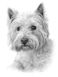 Drawing Of A Westie Dog Related Image Dogs Drawings Pencil Drawings Westies
