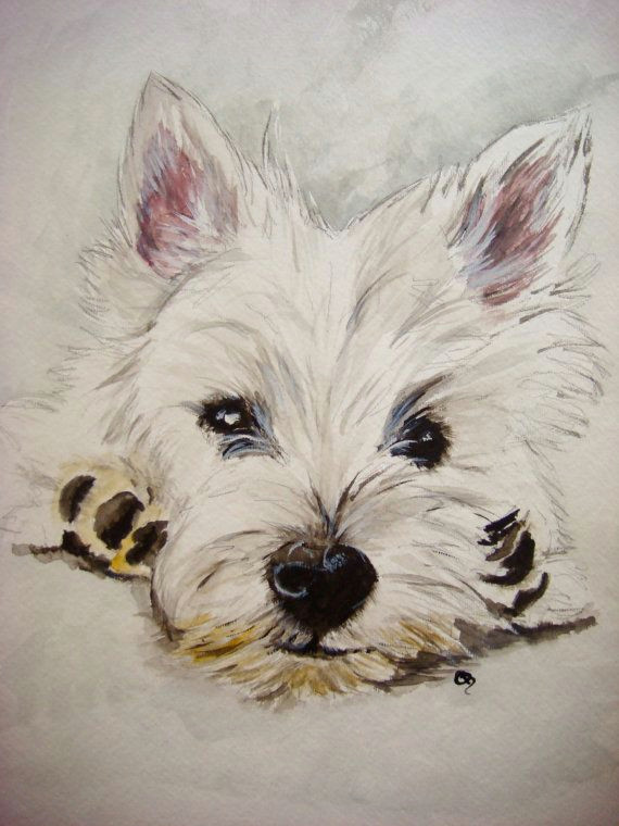 Drawing Of A Westie Dog West Highland White Terrier Print Westie Print Westie Painting