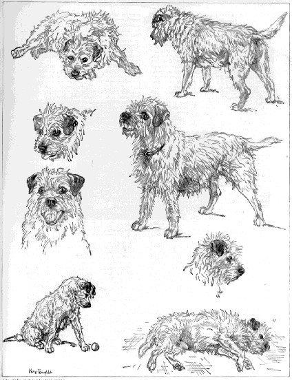 Drawing Of A White Dog White Border Terriers Google Search Border Terrier Pinterest