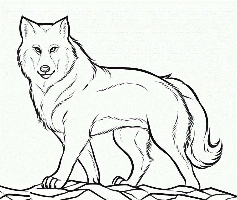 Drawing Of A White Wolf Fresh Black and White Wolf Coloring Pages Nicho Me