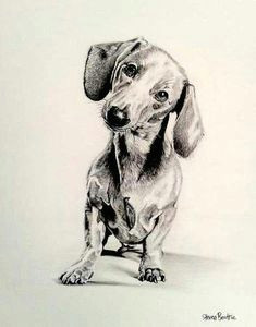 Drawing Of A Wiener Dog 119 Best Dog Line Art Drawing Images Dog Art Dachshund Dog Dog