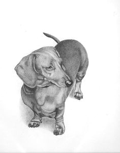 Drawing Of A Wiener Dog 2735 Best Dachshund Images In 2019 Daschund Dachshund Dog Weenie