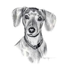 Drawing Of A Wiener Dog 57 Best Chooch Images In 2019 Dachshund Dog Sausages Dachshund