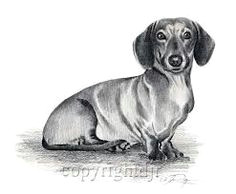 Drawing Of A Wiener Dog 57 Best Chooch Images In 2019 Dachshund Dog Sausages Dachshund