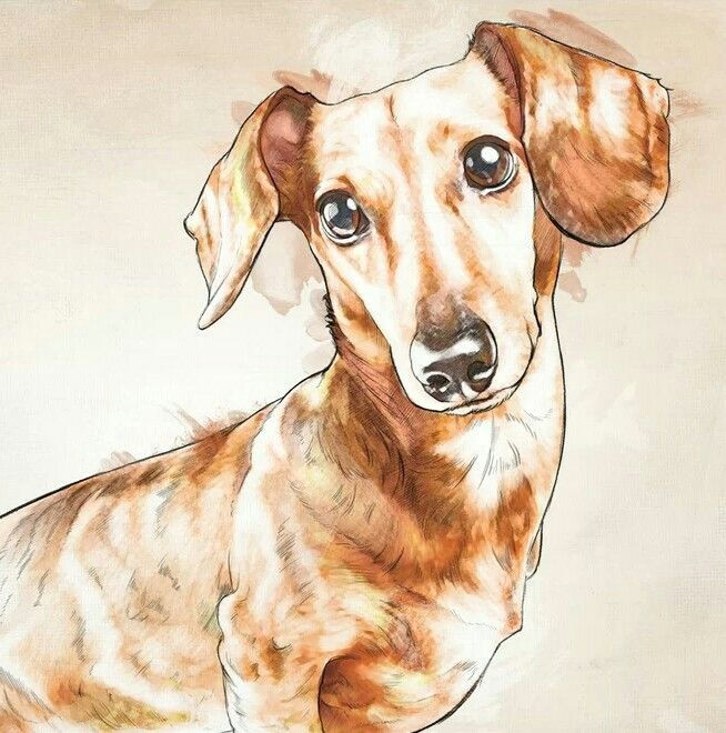 Drawing Of A Wiener Dog Dachshund Dachshund Teckels Images Pinterest Dachshunds