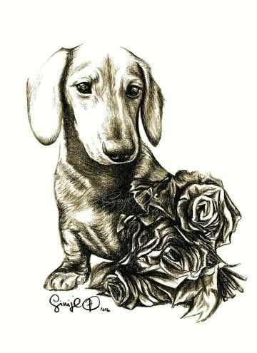 Drawing Of A Wiener Dog Sinije Designs Beautiful Charcoal Dachsund Drawing A Valentine S