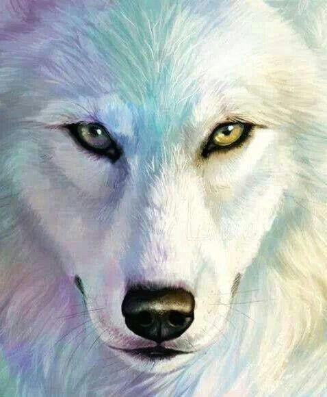 Drawing Of A Wild Dog Beautiful Wolves Pinterest Wolf Animal and Drawings